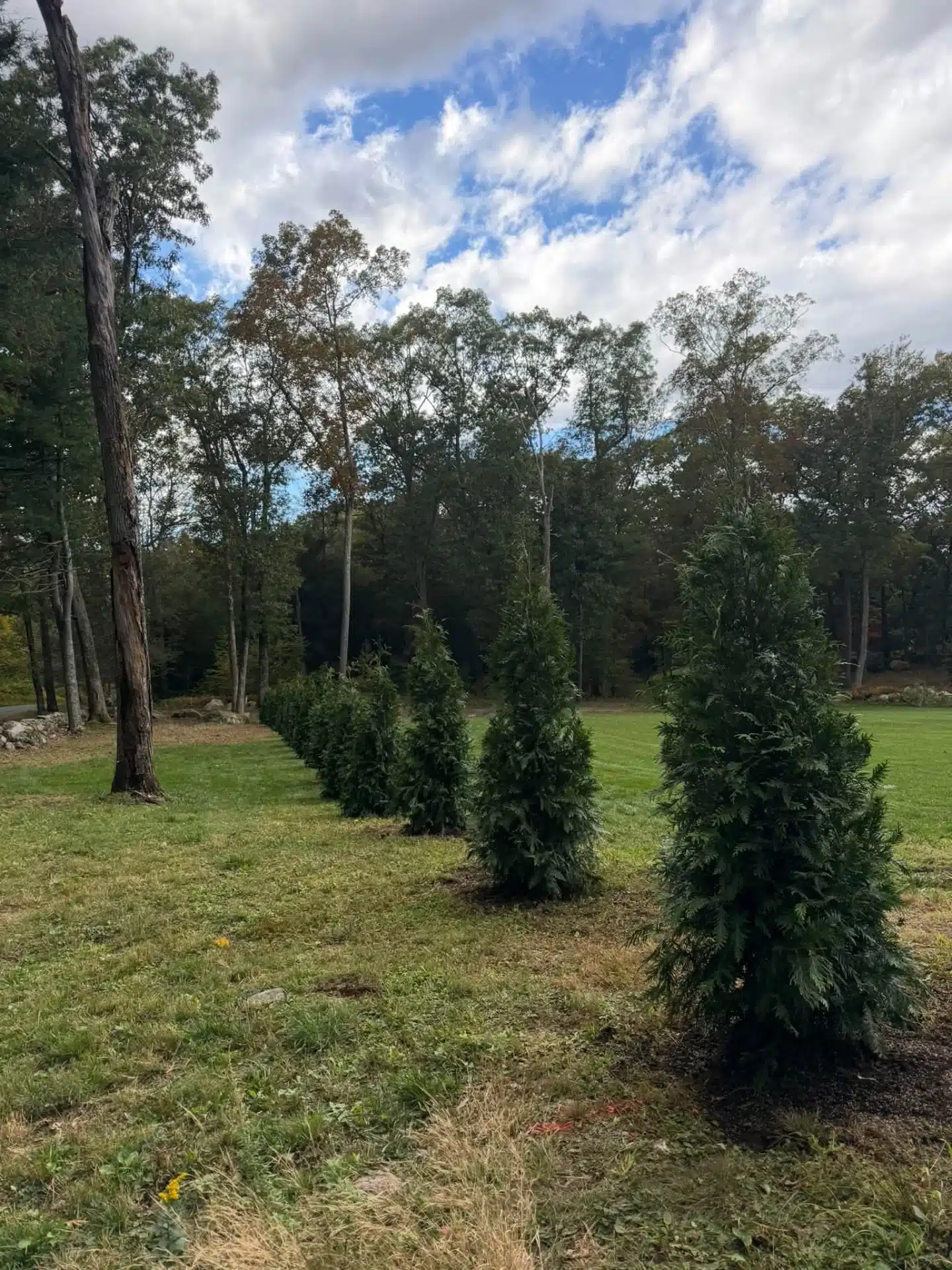 Row of newly installed evergreen privacy trees in North Stonington, CT, creating a natural landscaping border along a residential lawn.
