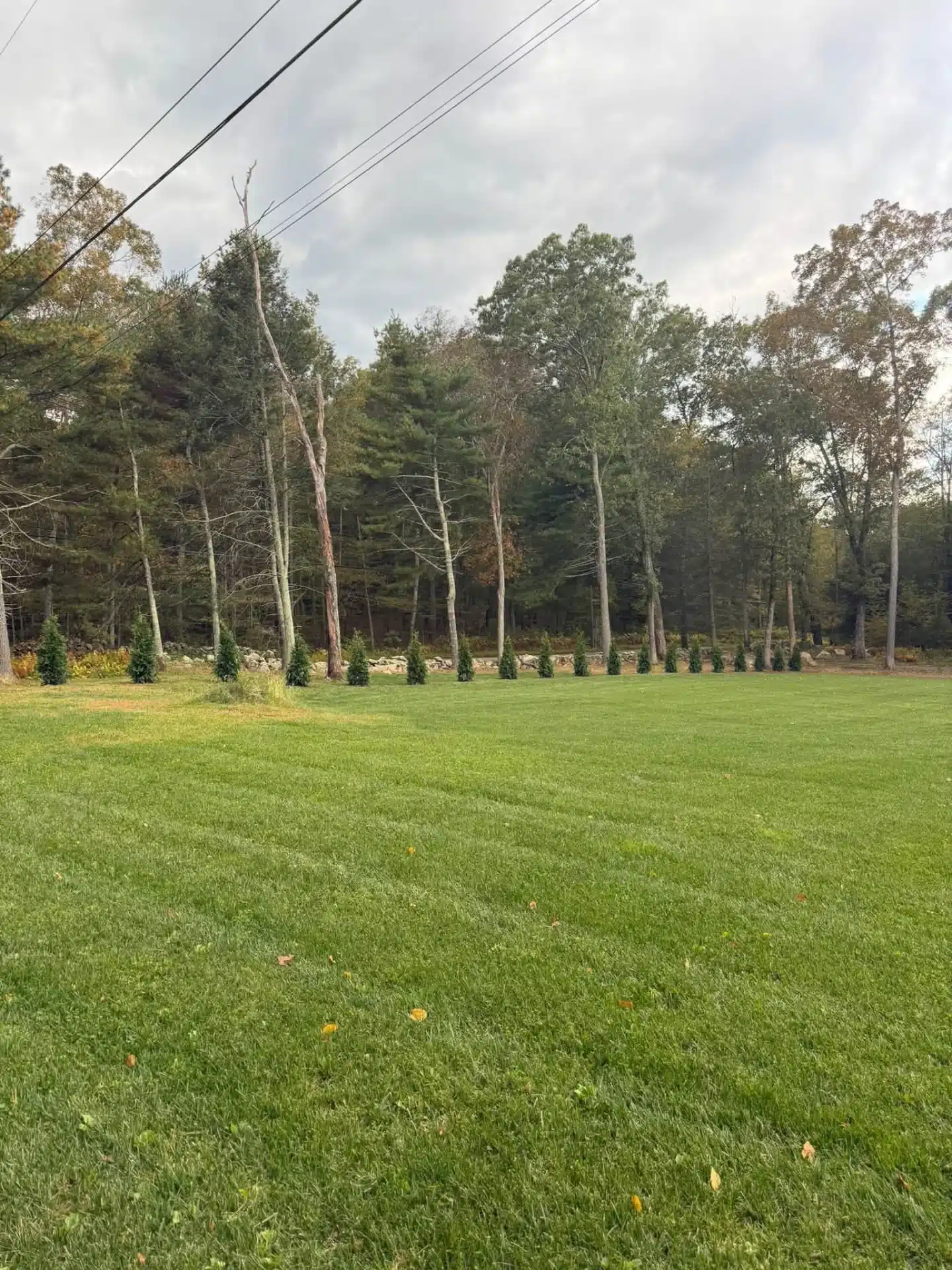 privacy-tree-row-installation-landscaping-north-stonington-ct-spicers-lawn-care (2) Large privacy tree row installation in North Stonington, CT, featuring evenly spaced evergreen trees along a spacious residential property.