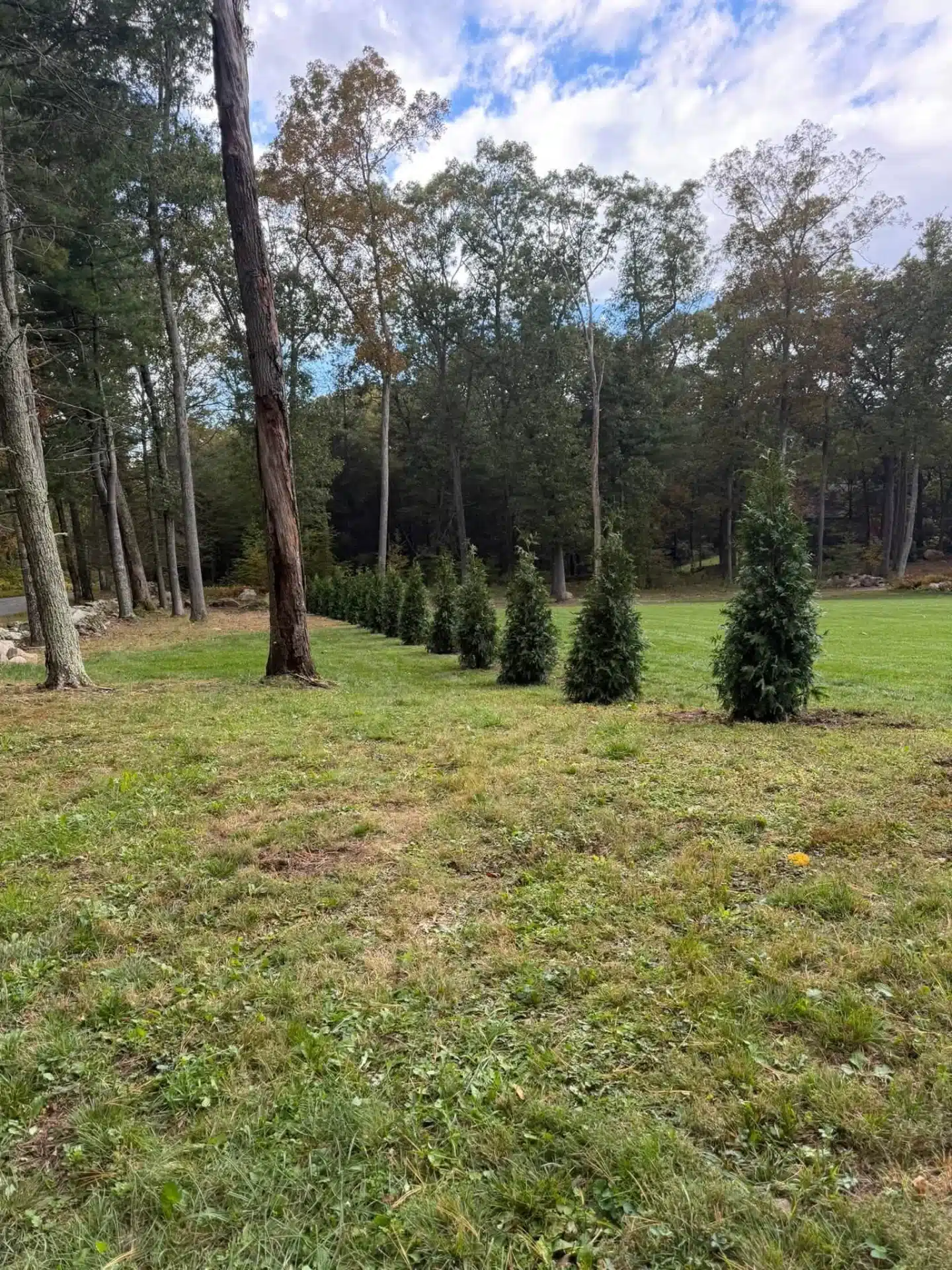 privacy-tree-row-installation-landscaping-north-stonington-ct-spicers-lawn-care (3) Residential privacy landscaping in North Stonington, CT, showcasing a newly planted row of evergreen screening trees by Spicer's Lawn Care.